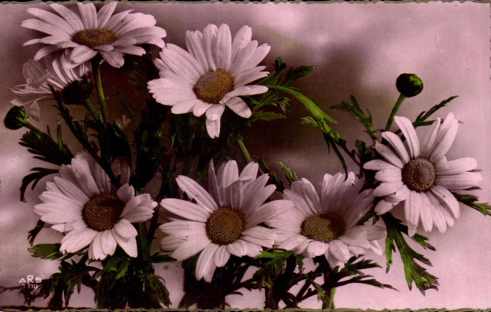 Flor de la fantasia de CPA