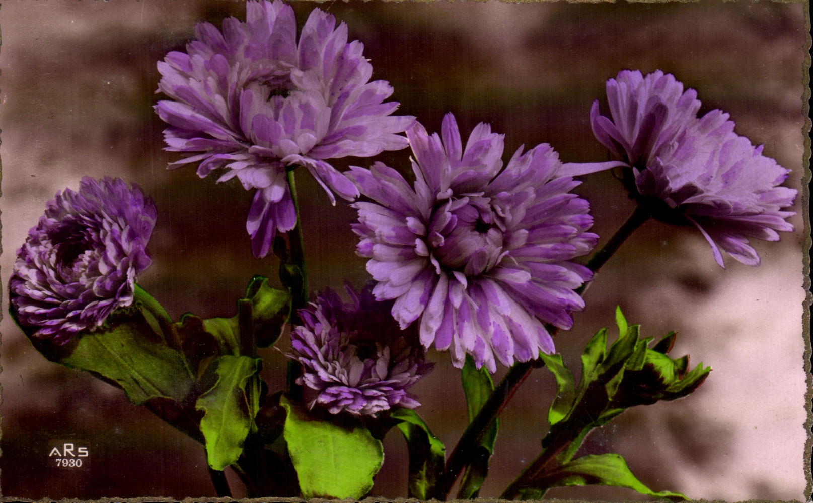 Flor de la fantasia de CPA