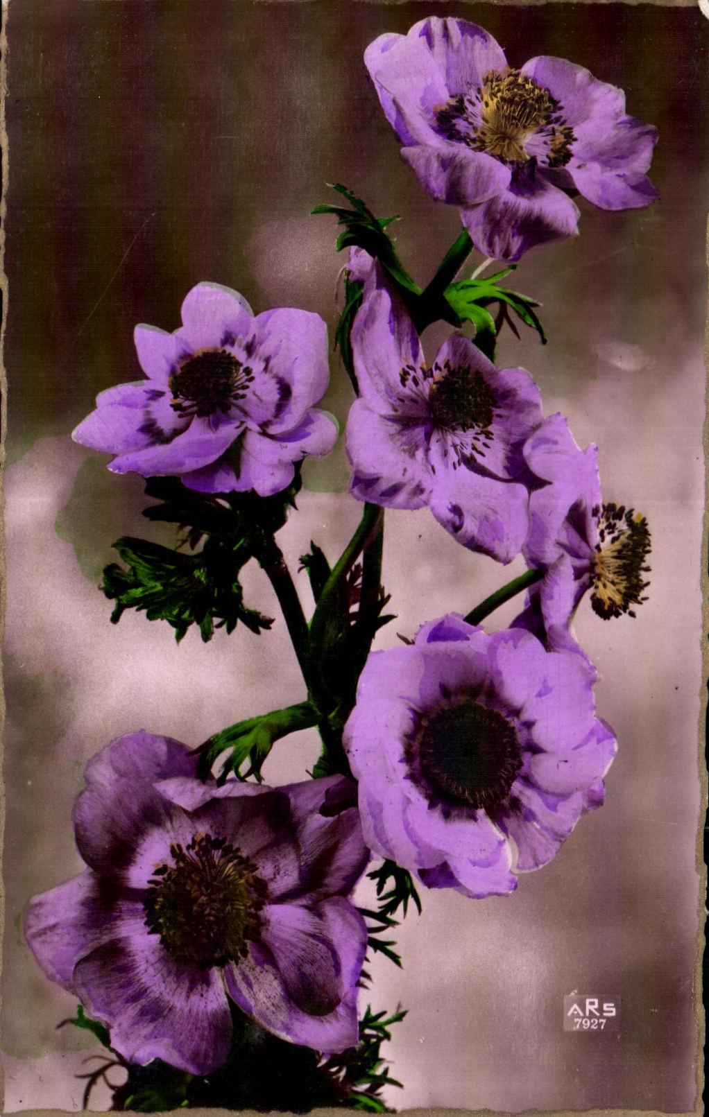 Flor de la fantasia de CPA