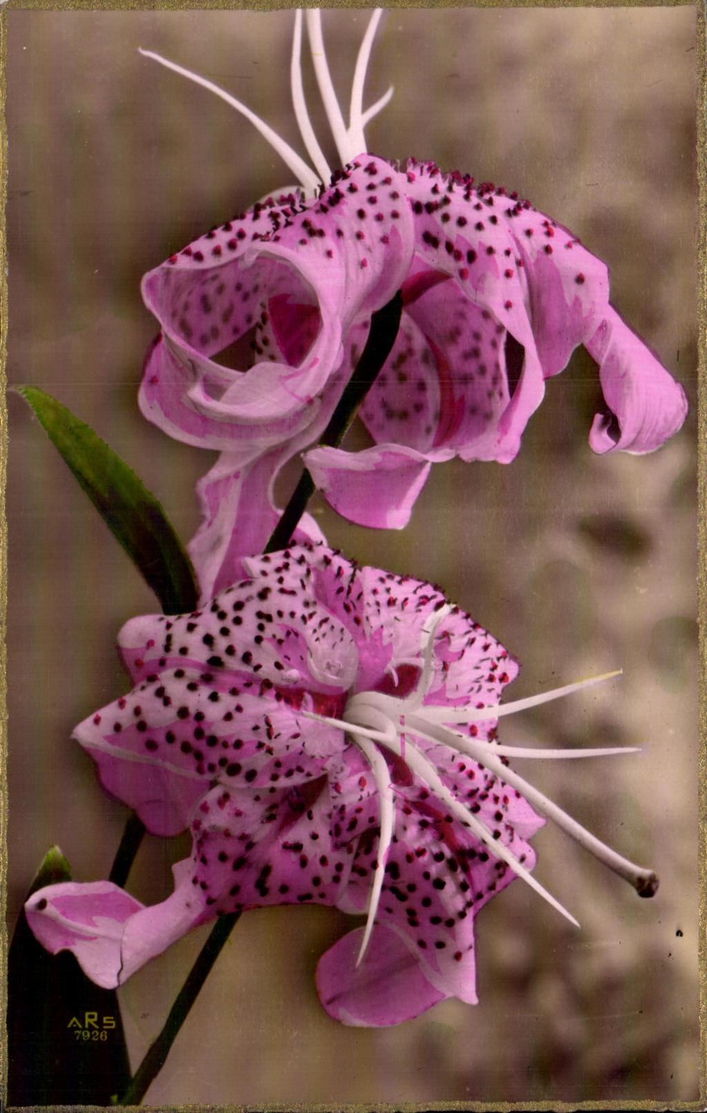 Flor de la fantasia de CPA