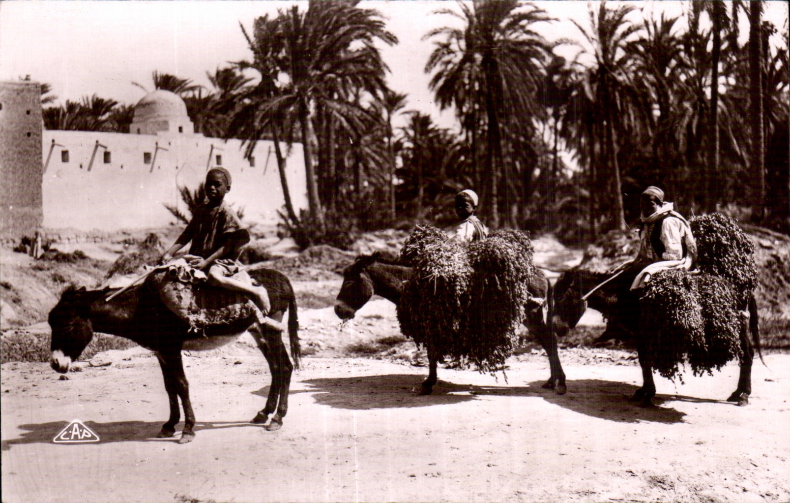 Las escenas y los tipos de CPA vuelven en el interin el burro Datiers del asno del oasis