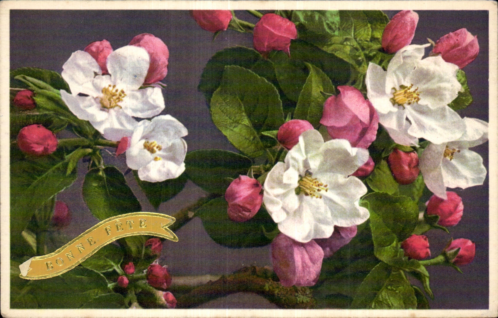 Flores de la fantasia de CPA