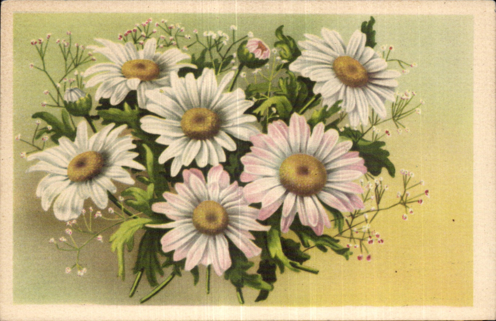 Flores de la fantasia de CPA