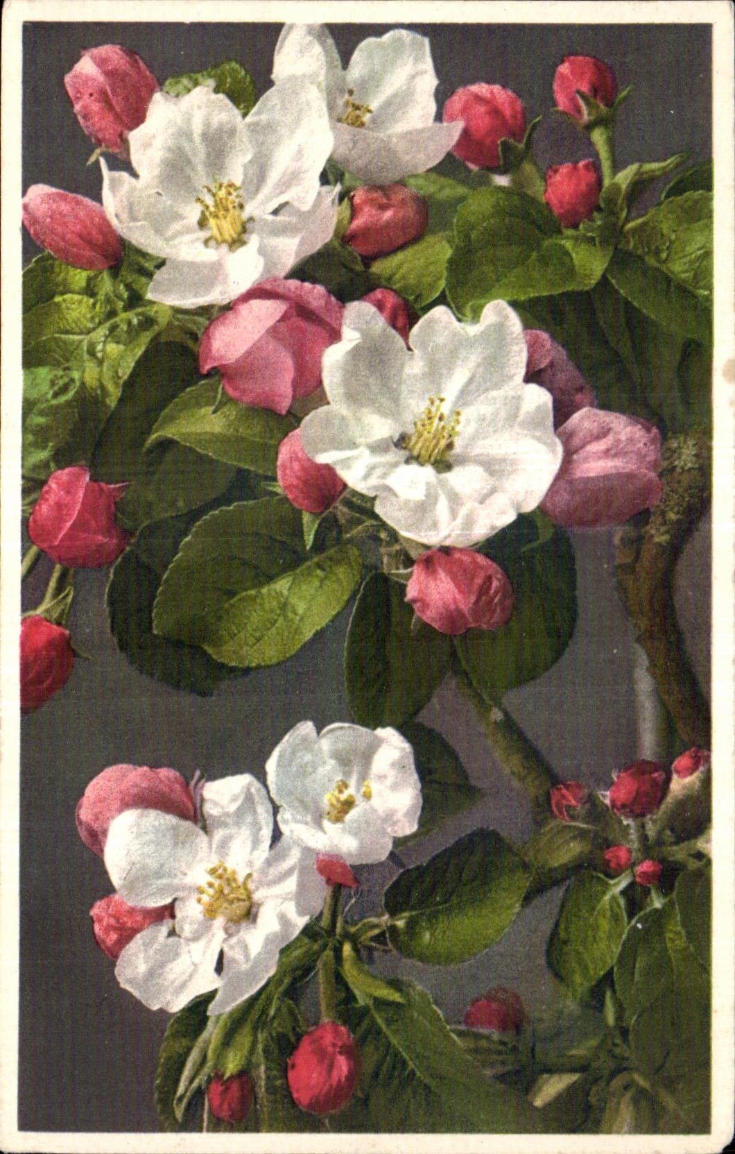 Flores de la fantasia de CPA