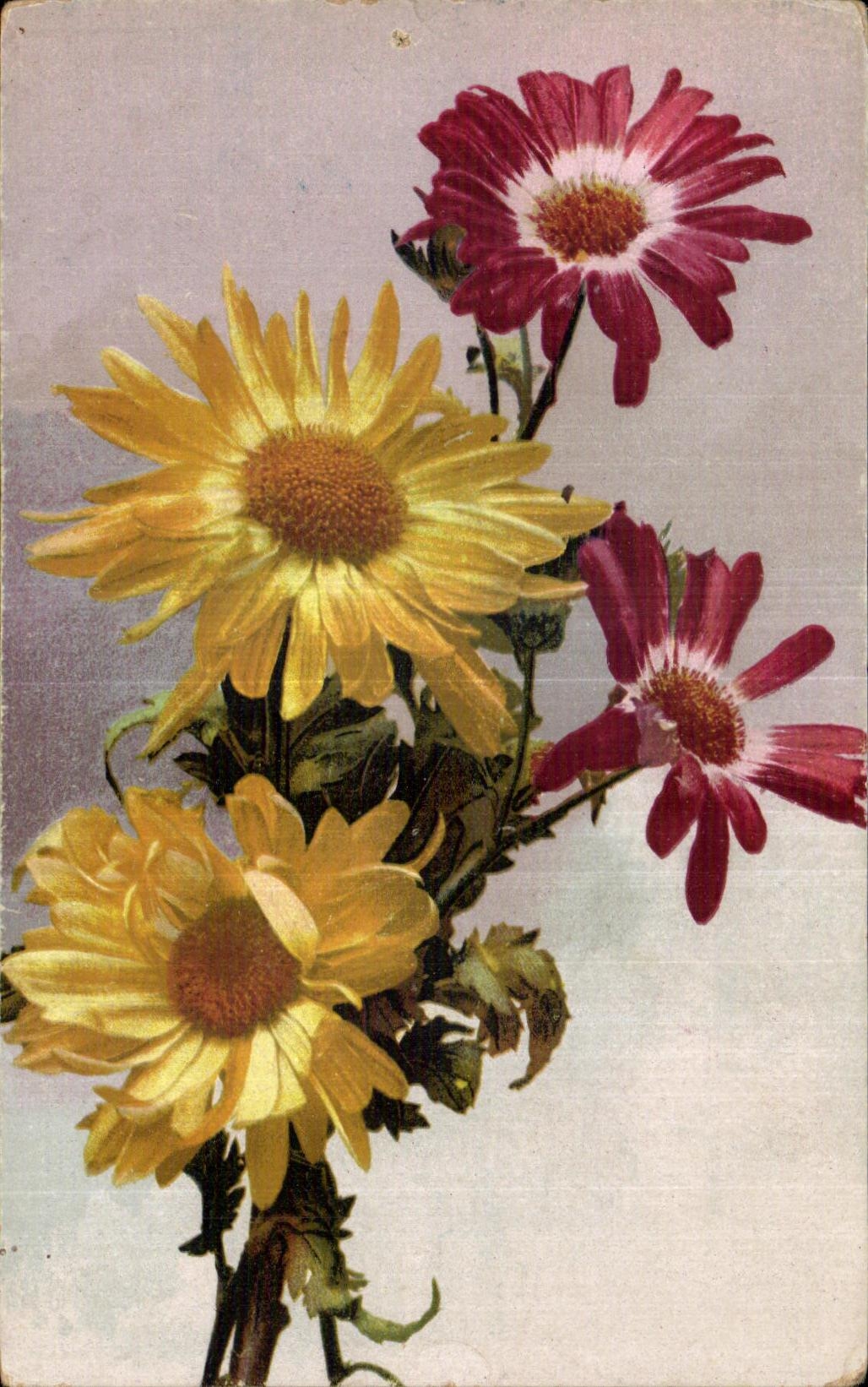 Flores de la fantasia de CPA