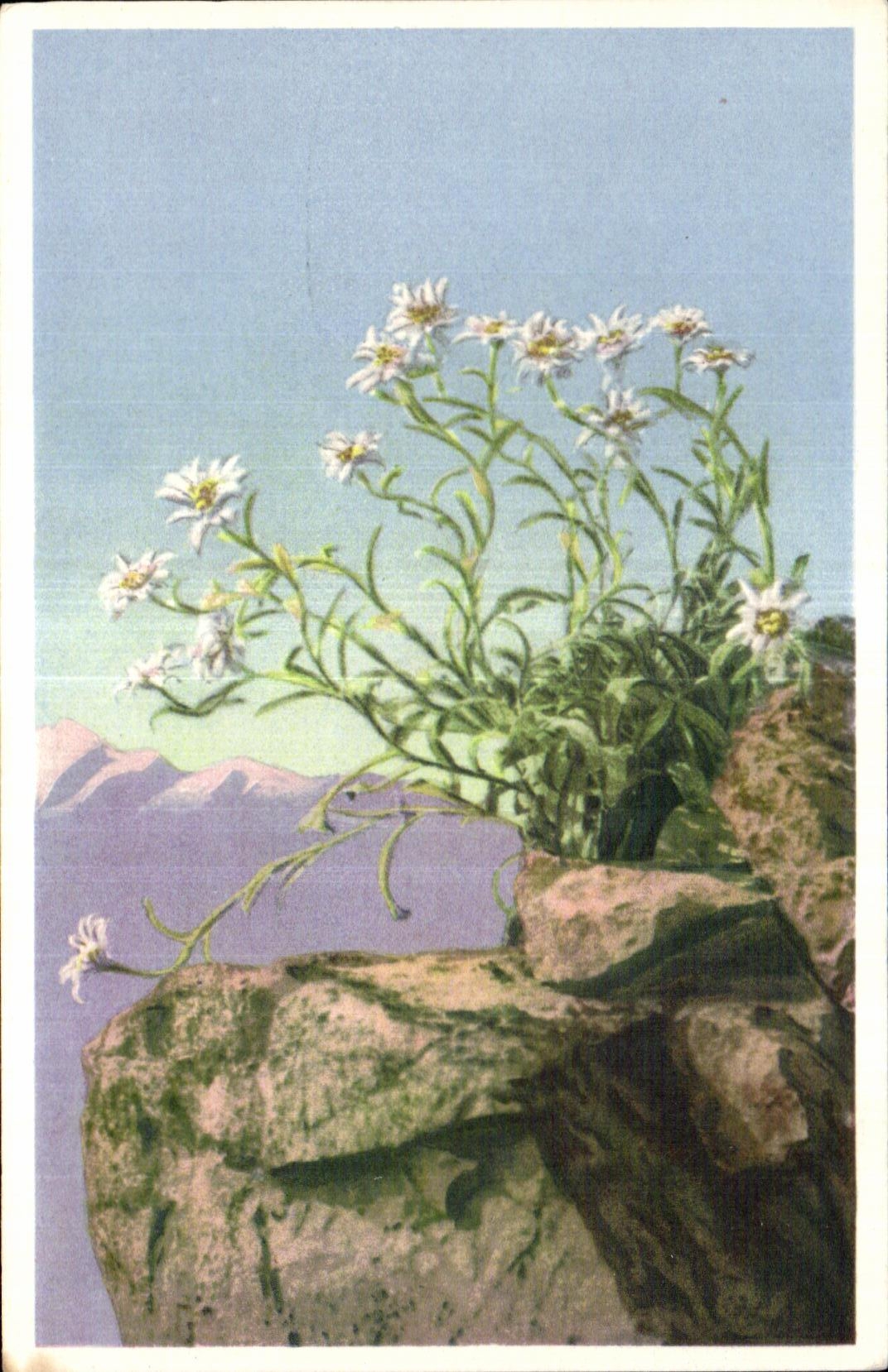 Flores de la fantasia de CPA