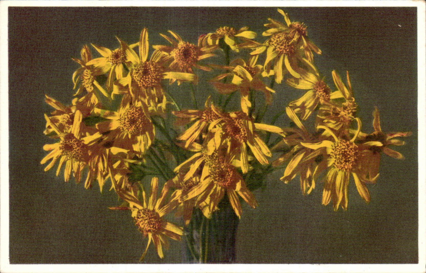 Flores de la fantasia de CPA