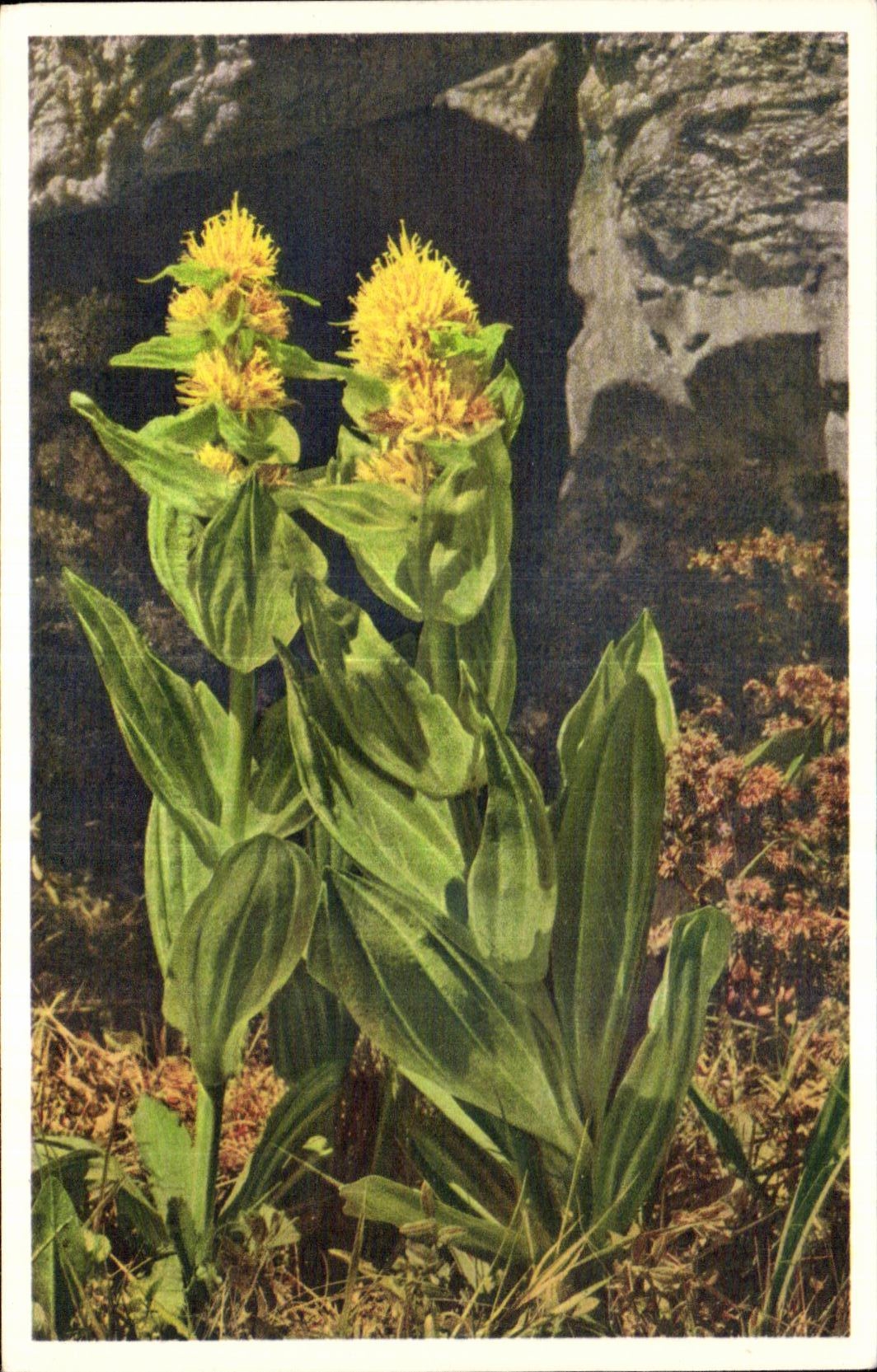 Flores de la fantasia de CPA