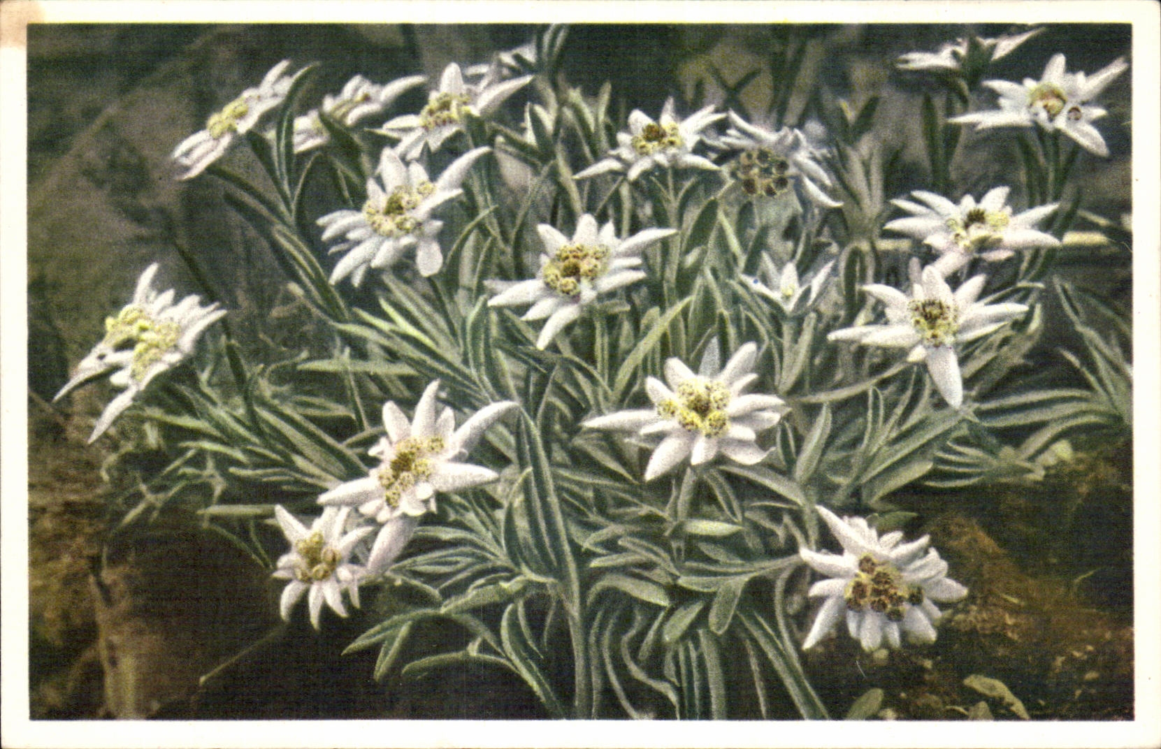 Flores de la fantasia de CPA