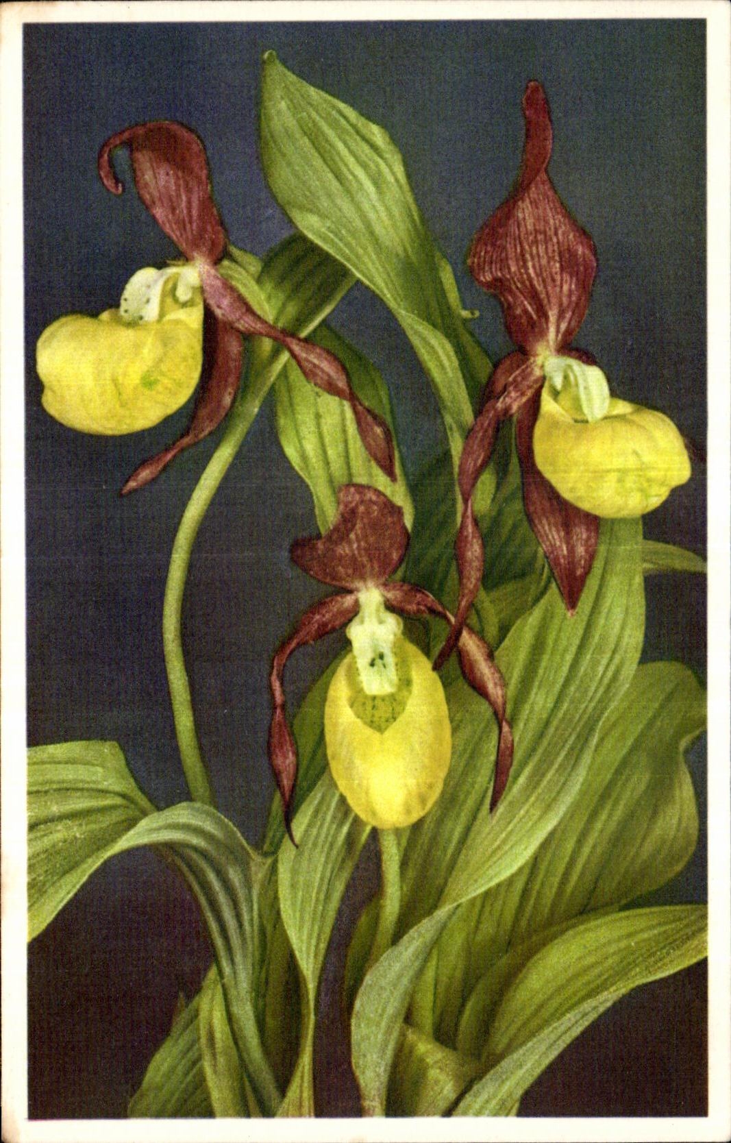 Flores de la fantasia de CPA