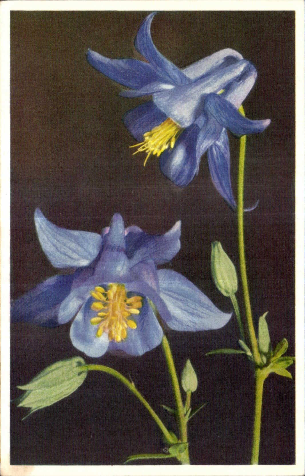 Flores de la fantasia de CPA