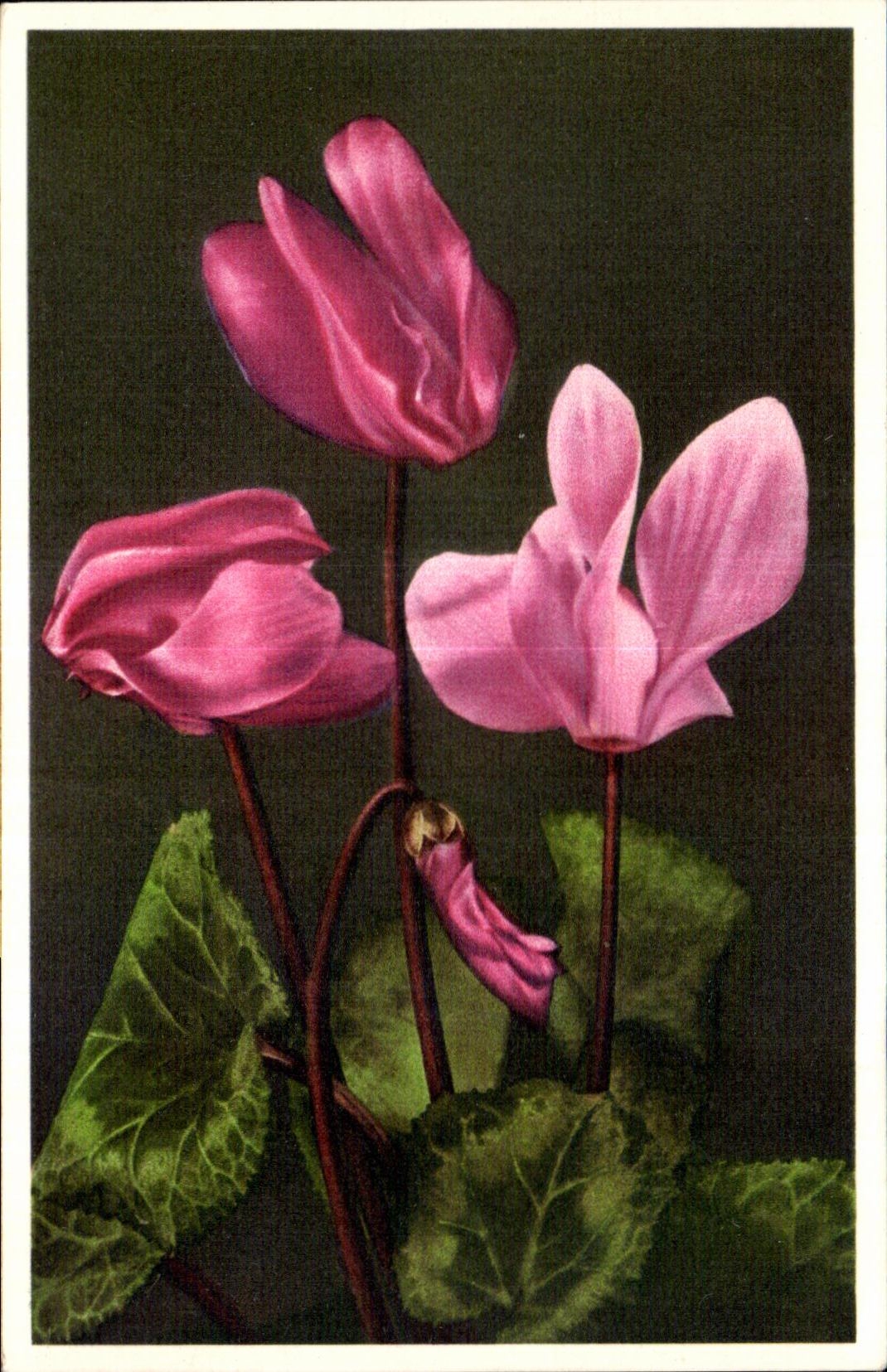 Flores de la fantasia de CPA