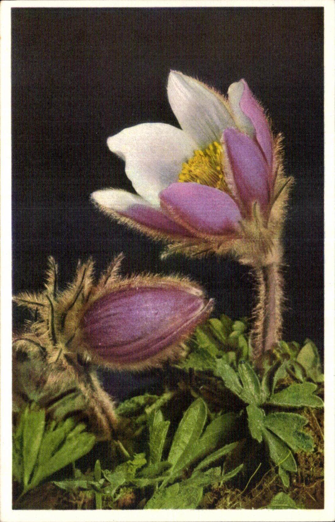 Flores de la fantasia de CPA