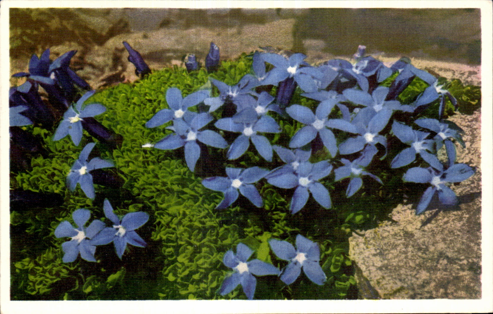 Flores de la fantasia de CPA