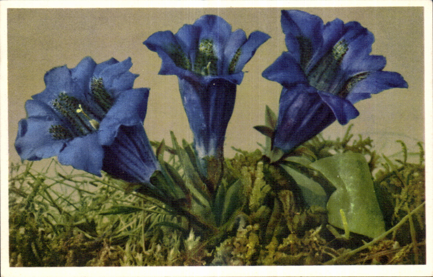 Flores de la fantasia de CPA