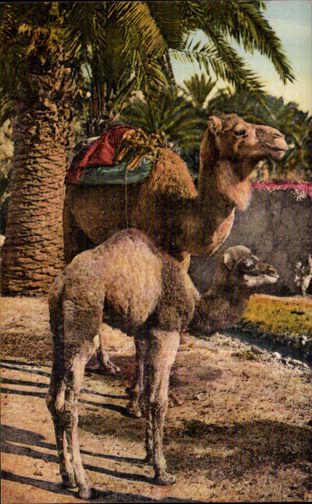 CPA Chamelle Argelia con su pequeno camello del camello