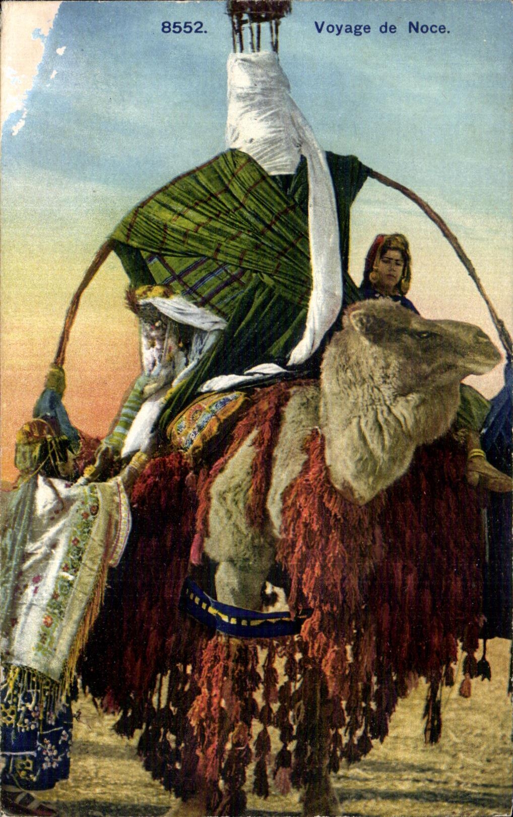 CPA Algeria Honeymoon Camel Camel