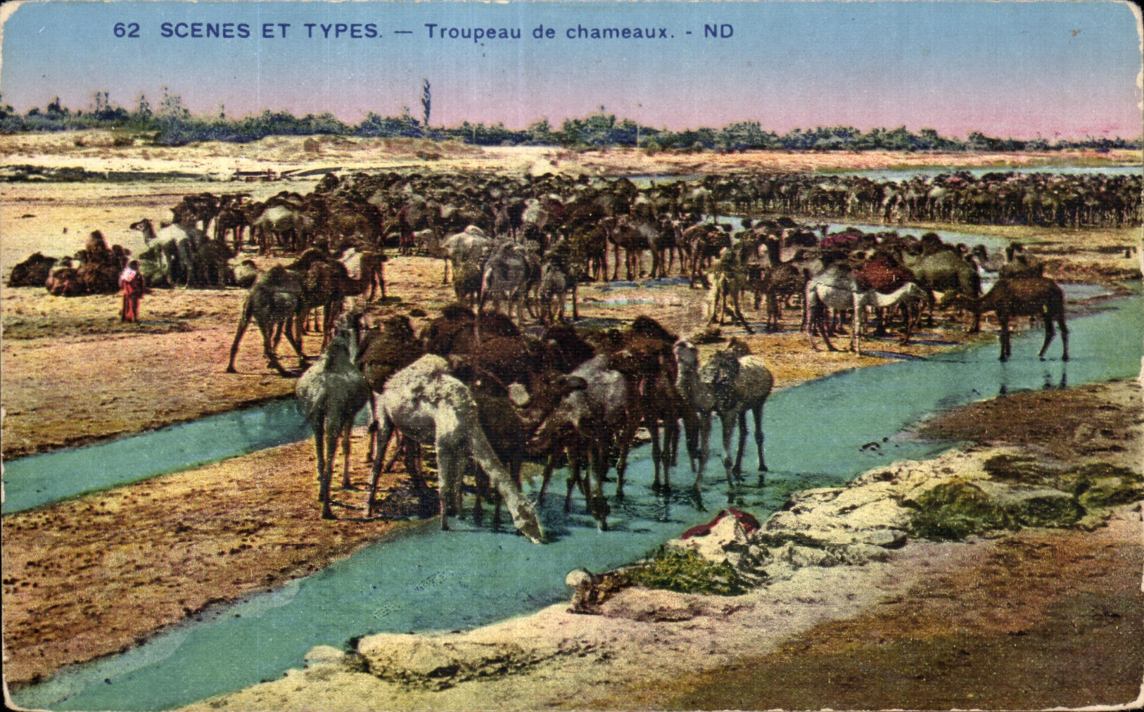 Escenas y tipos manada de CPA de camellos del camello