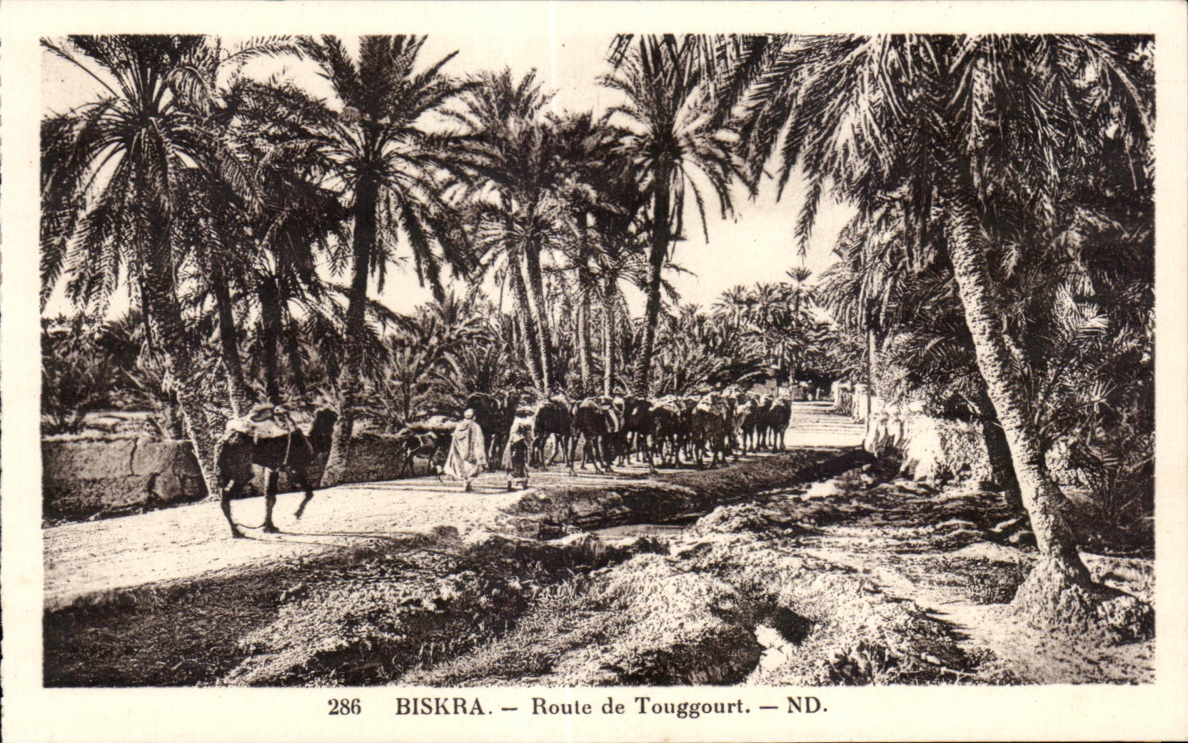 CPA Algeria Biskra Road of Touggourt Camel Camel