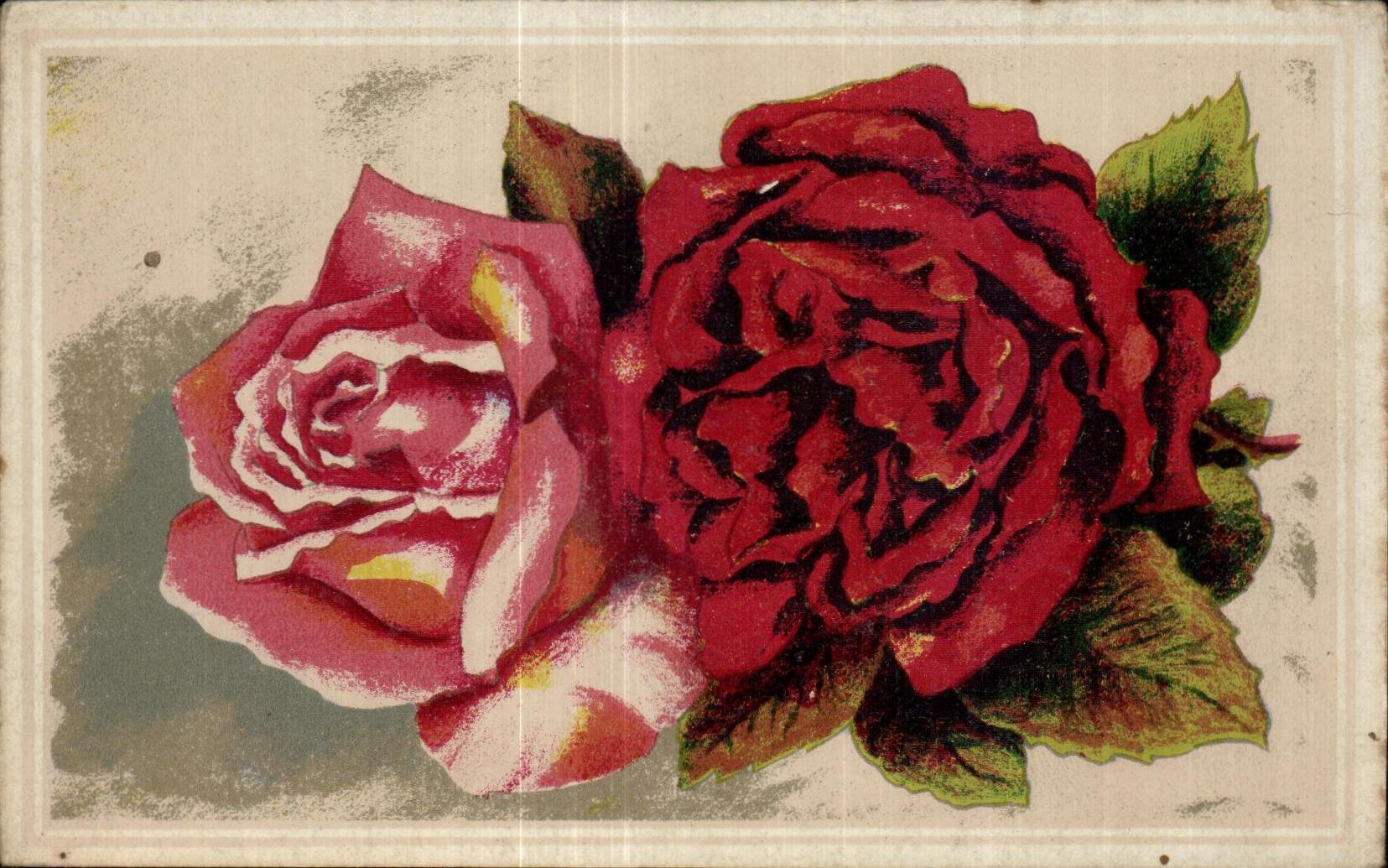 Flor de la fantasia de CPA