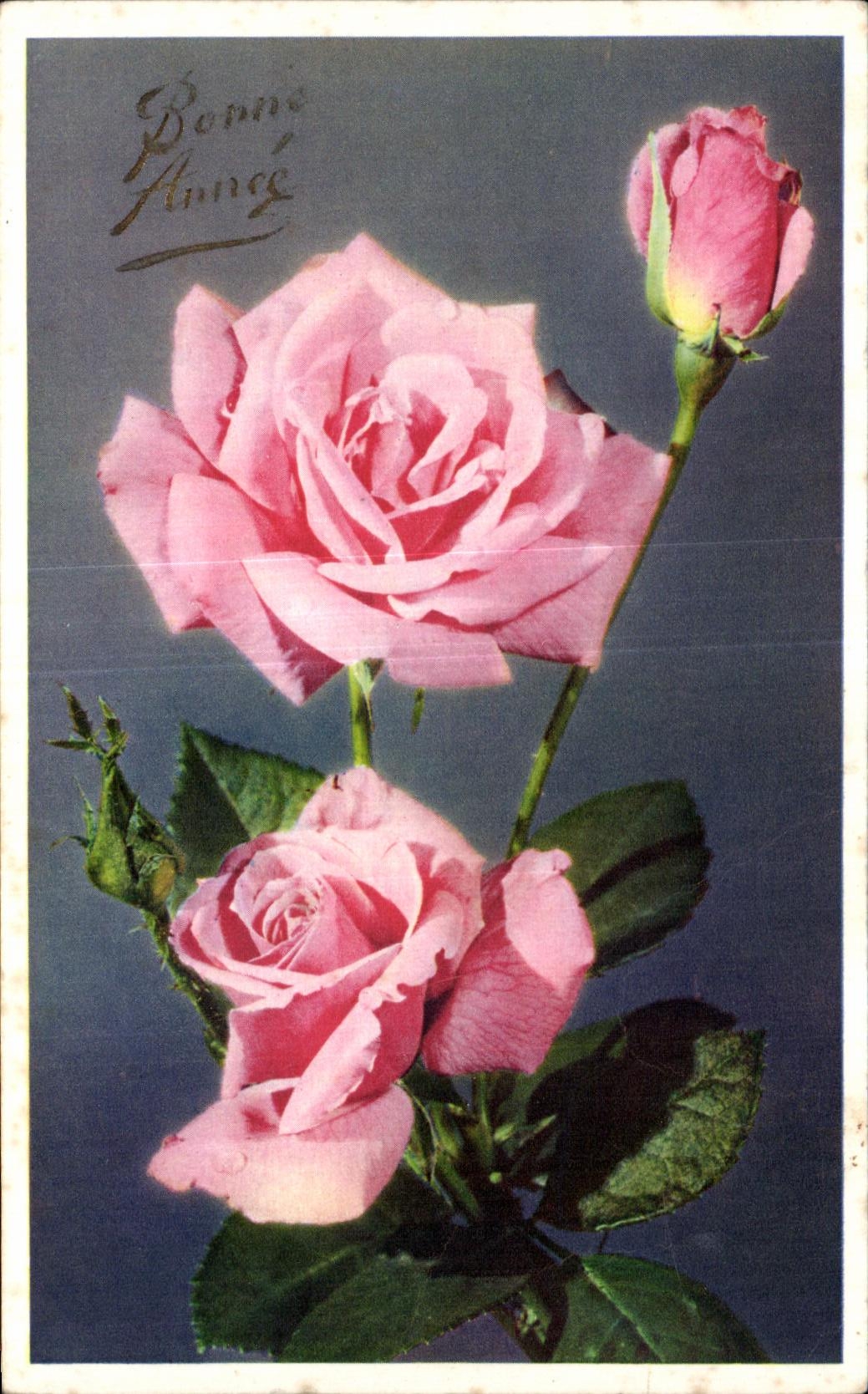 Flor de la fantasia de CPA