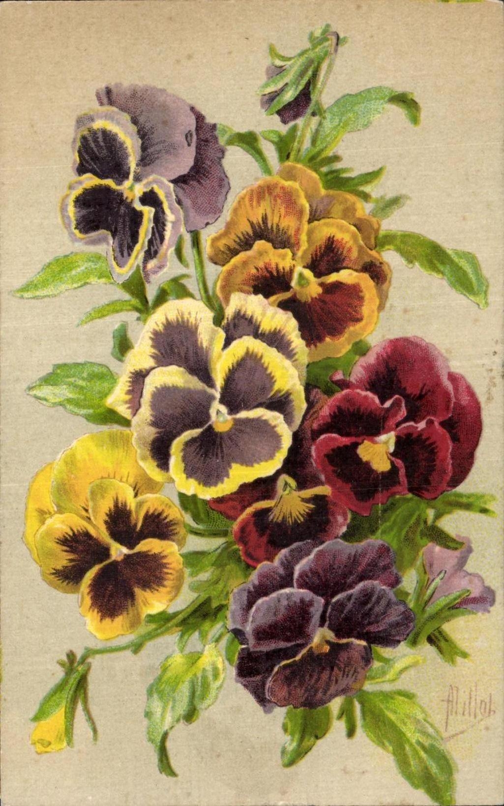 Flor de la fantasia de CPA