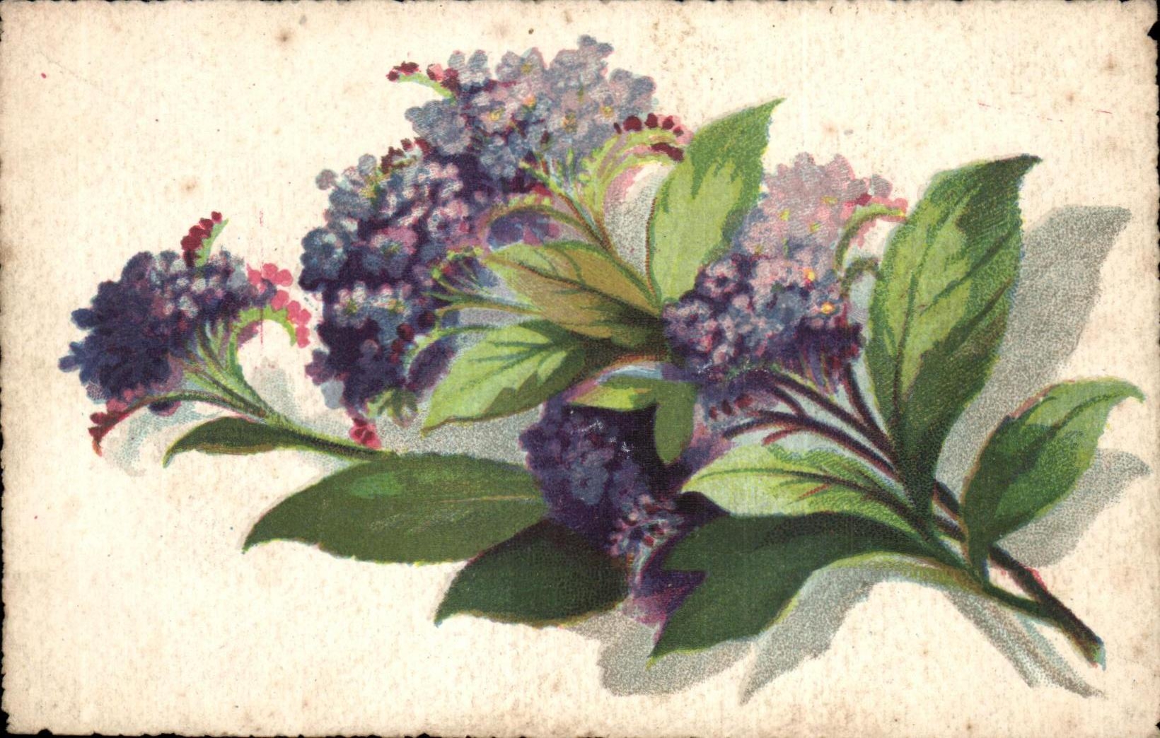 Flores de la fantasia de CPA