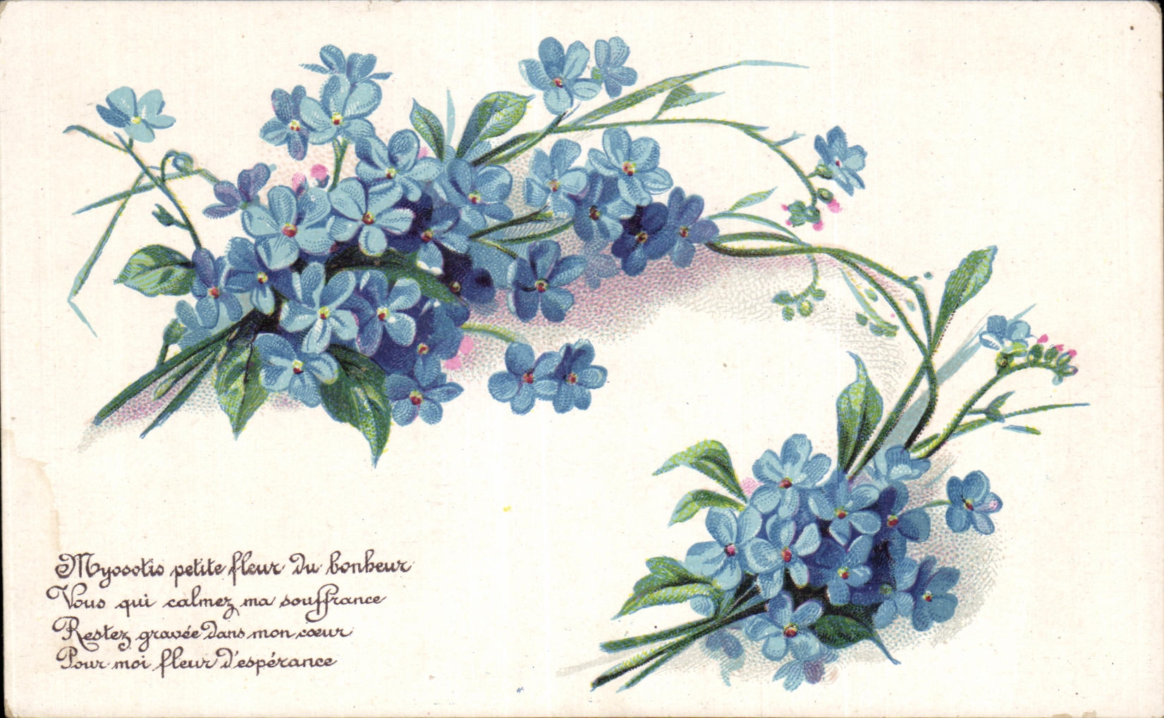 Flores de la fantasia de CPA