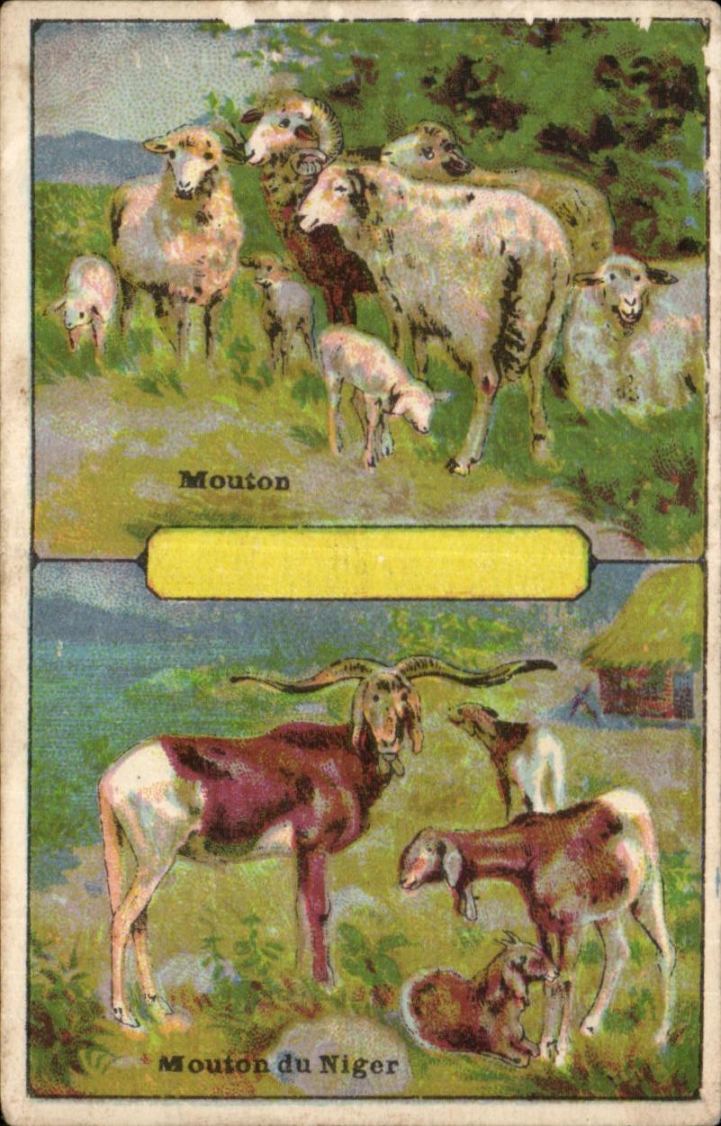 image the sheep Sheep Sheep of Niger Africa Africa