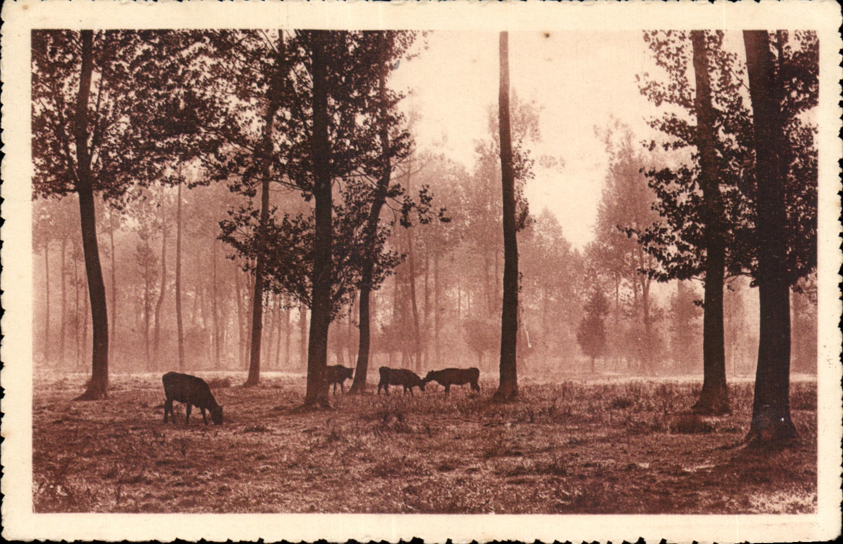 CPA au lever du jour Vaches