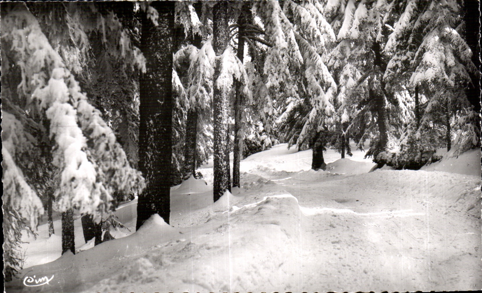 CPA Champagnac the Old man the wood of fir trees in winter