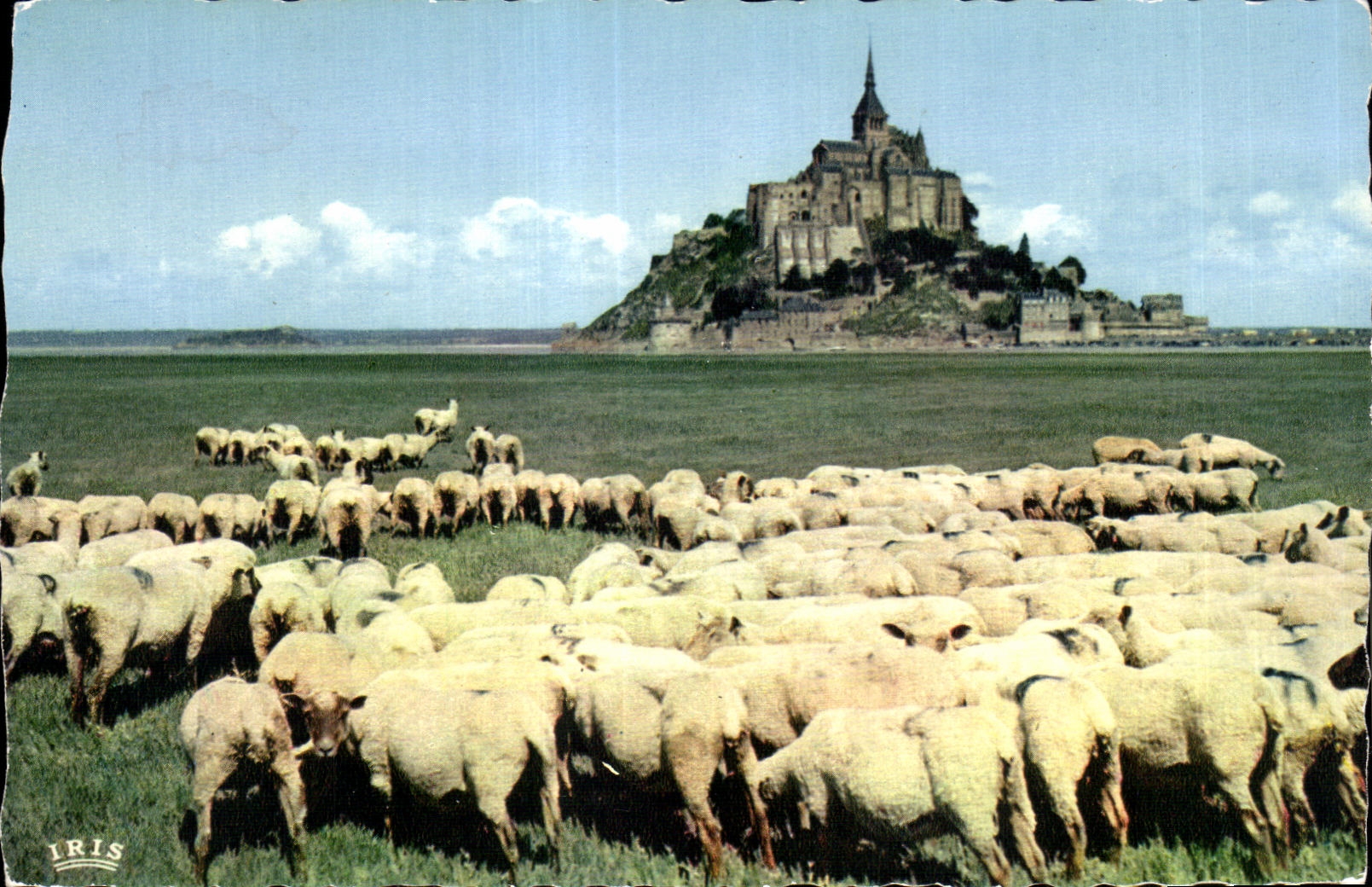 CPA Le Mont saint michel Le pres sales des greves Moutons Sheep