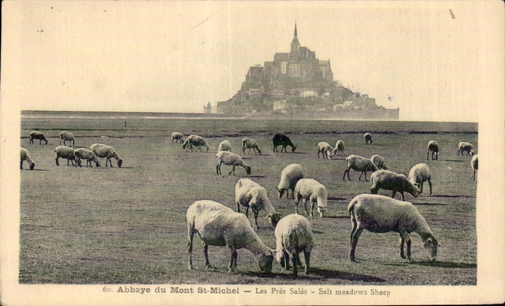 CPA Abbaye du mont st michel Les pres sales Moutons Sheep