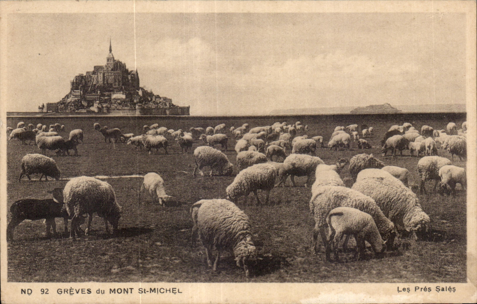 CPA Greves du mont st michel Moutons Sheep