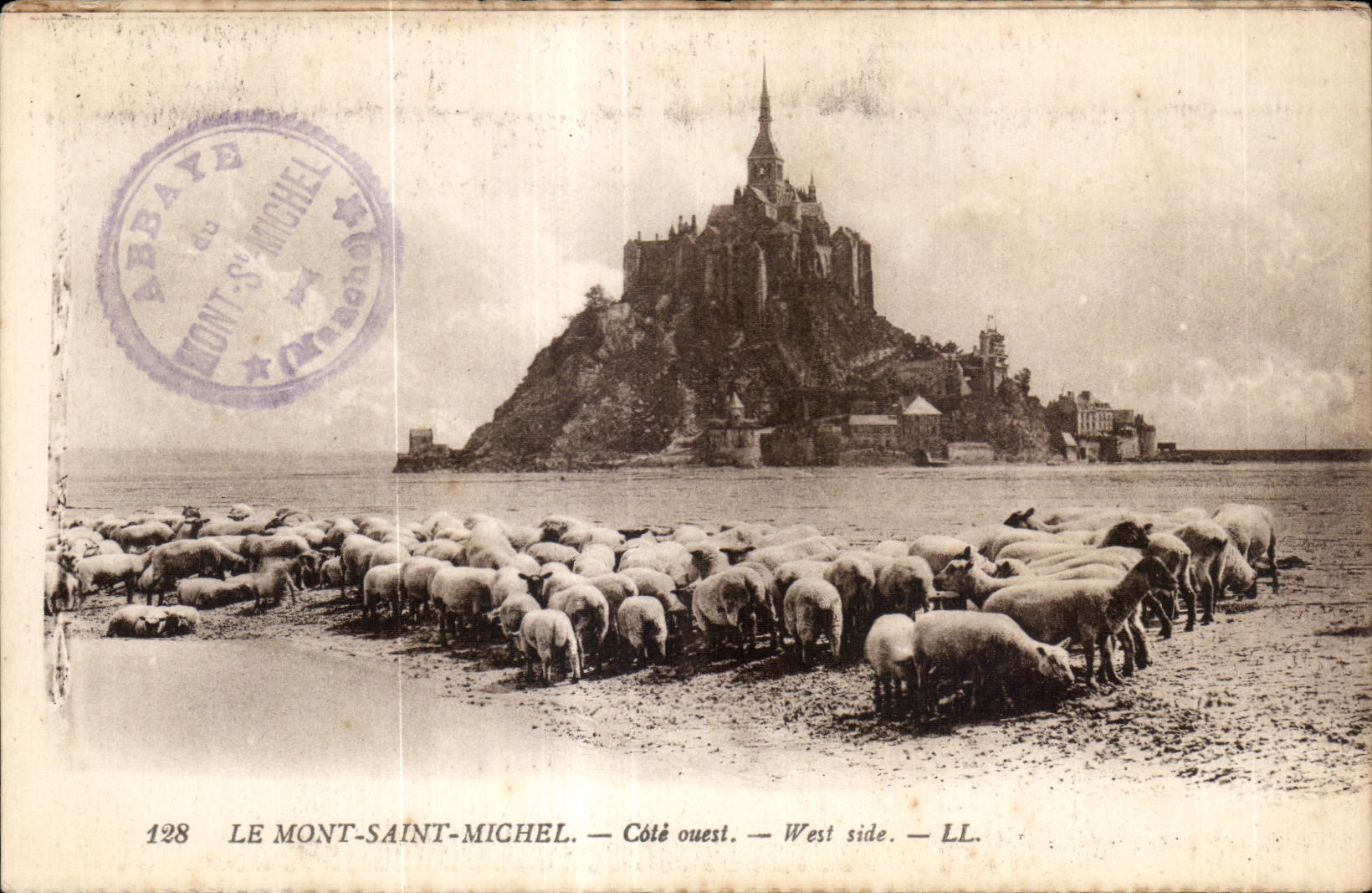 CPA Le mont saint michel Cote ouest west side Moutons Sheep