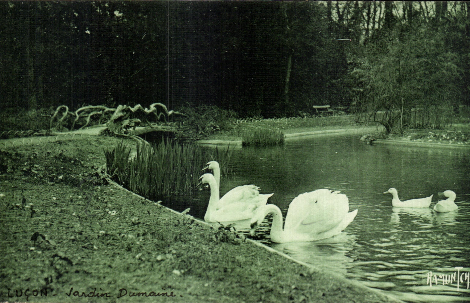 CPA Lucon jardin dumaine Cygne Swan