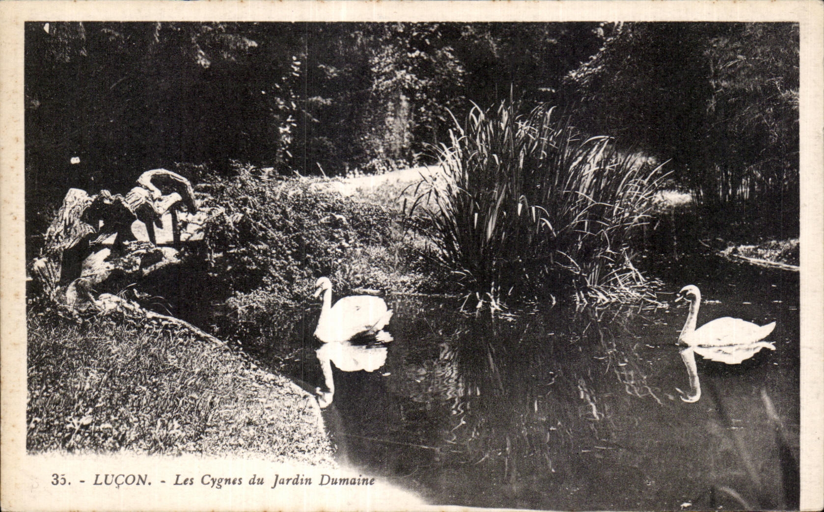 CPA Lucon les cygnes du jardin dumaine Swan