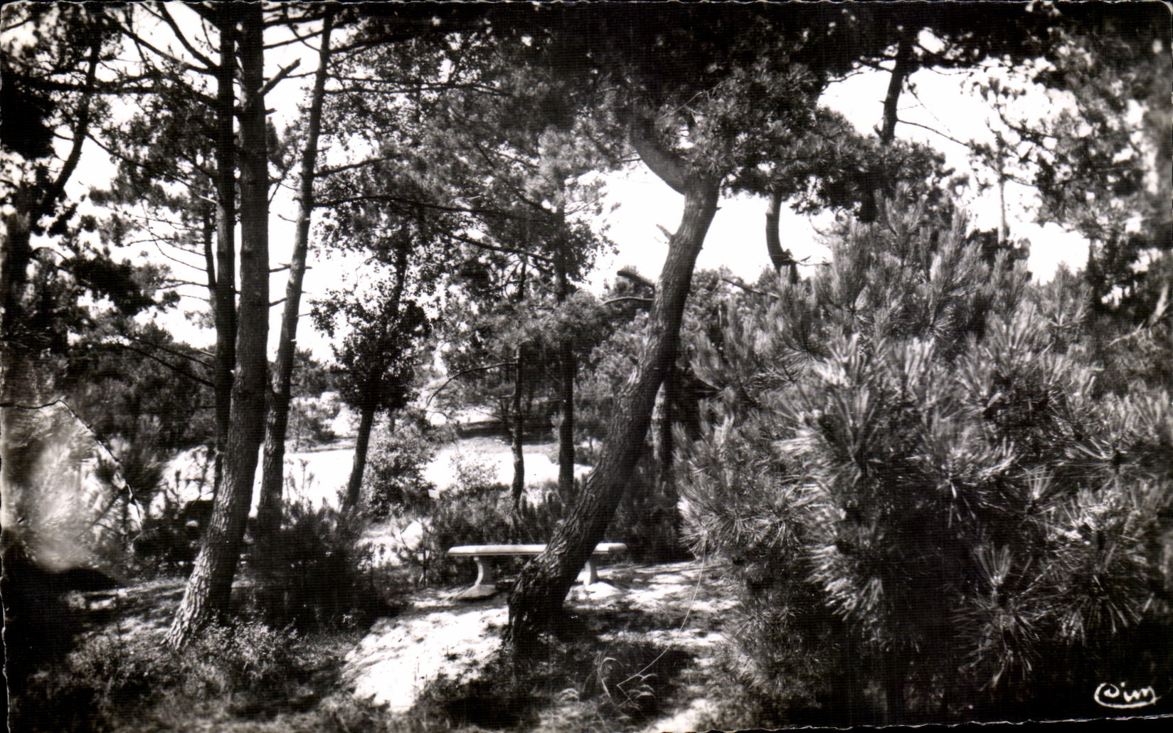 CPA Quend Plage the Pines Summons Under Wood