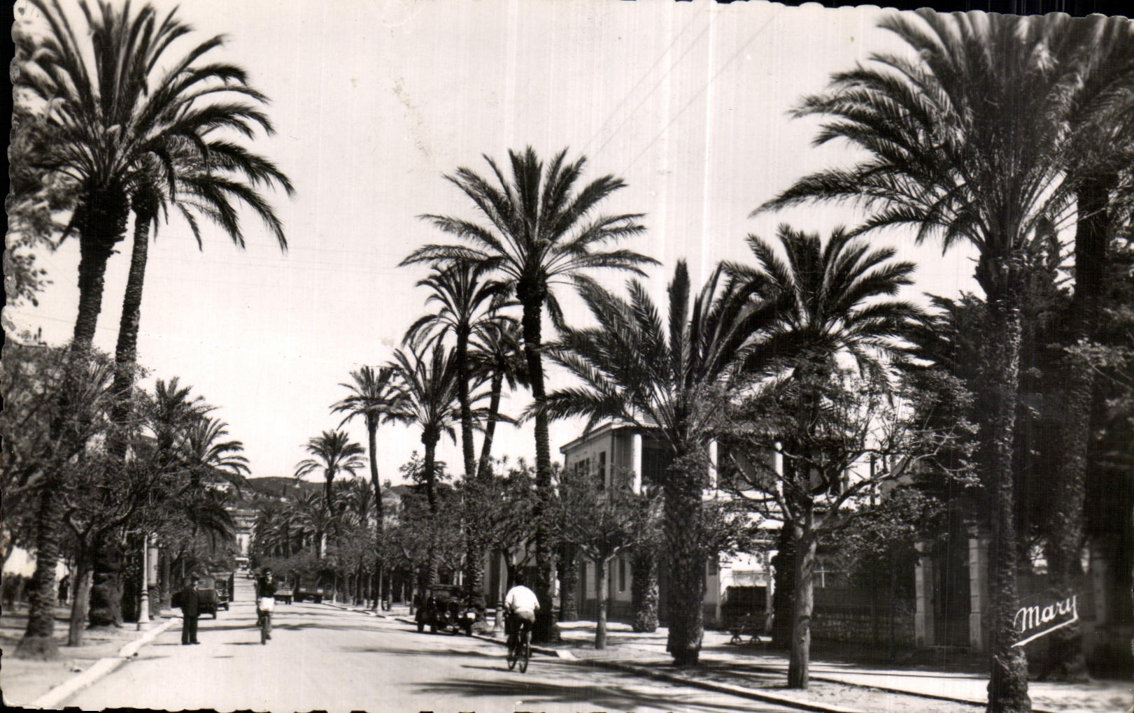 CPA Hyeres les Palmiers Avenue Gambetta