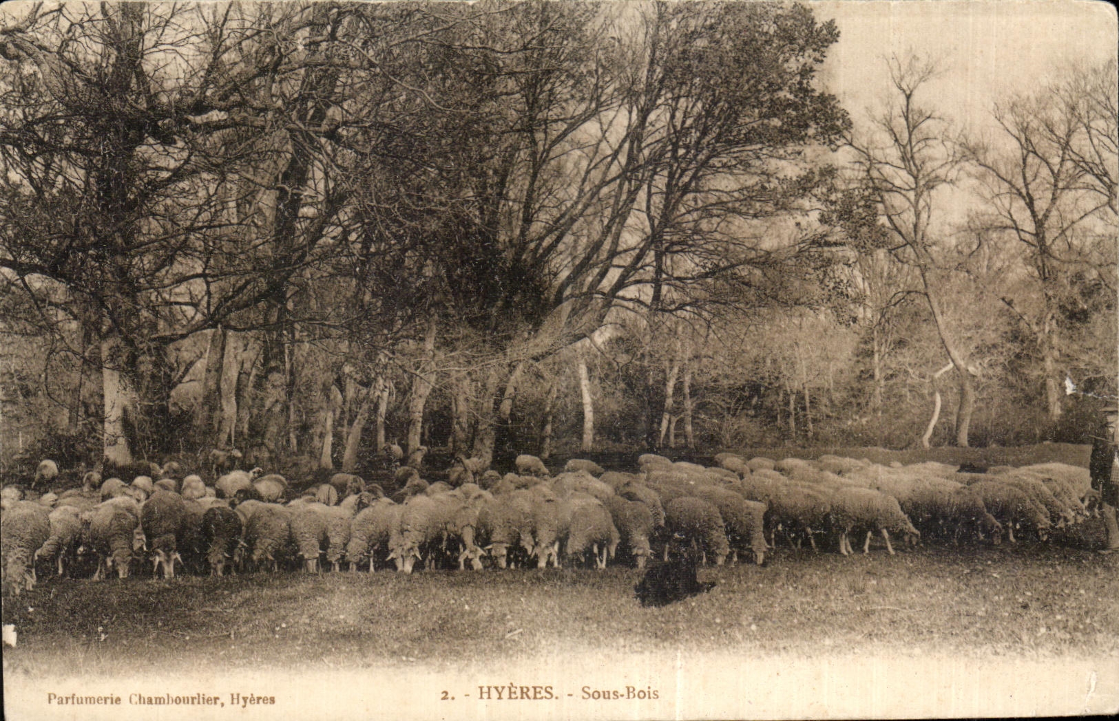 CPA Hyeres Sous Bois Moutons Sheep