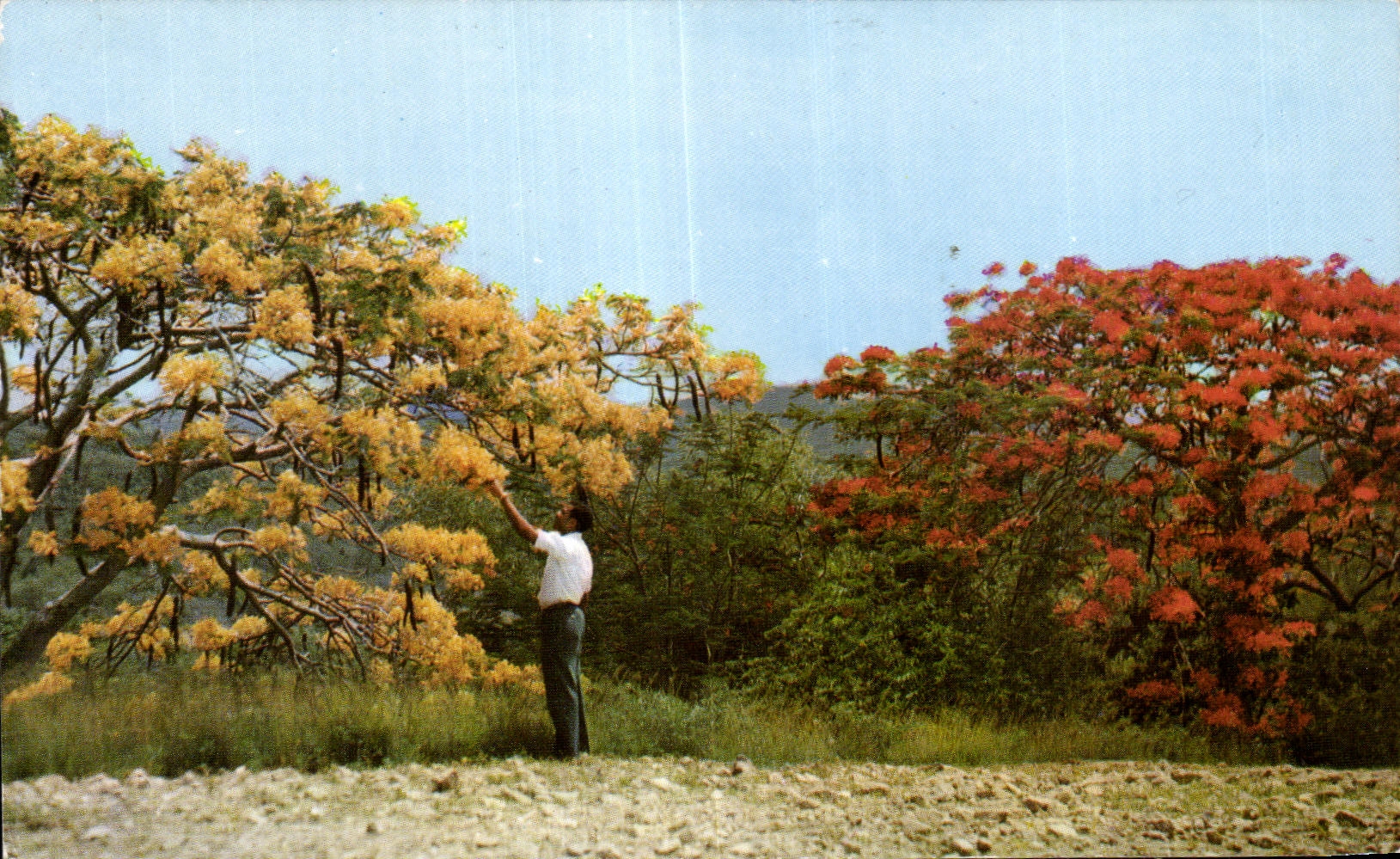 MODERN CARMartinique the Blazing countryside in flowers yellow and reds