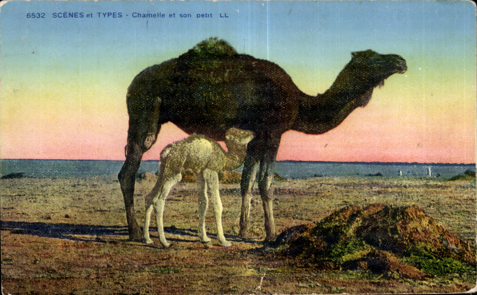 CPA Morocco Scenes and Standard Chamelle and its small Camel Camel