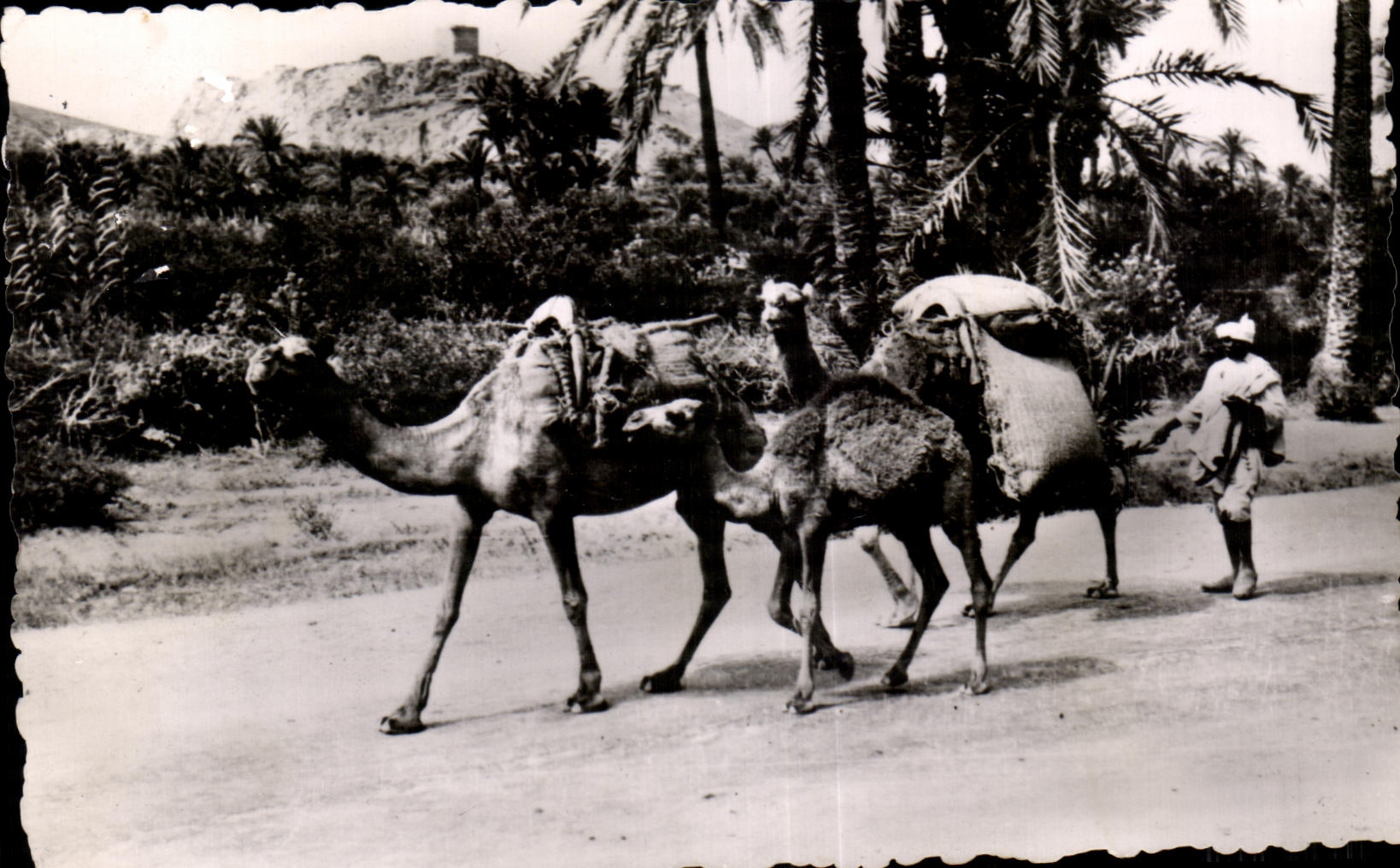 CPA Morocco Scenes and Standards Cracked going to the Souk Camel Chameau