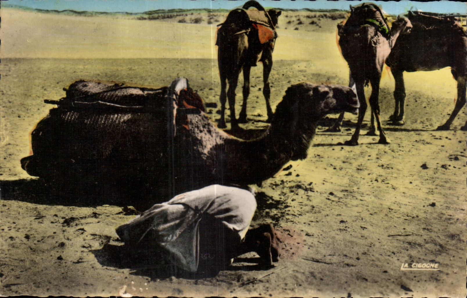 CPA Morocco Scenes and Standards it Prayer in the camel Camel