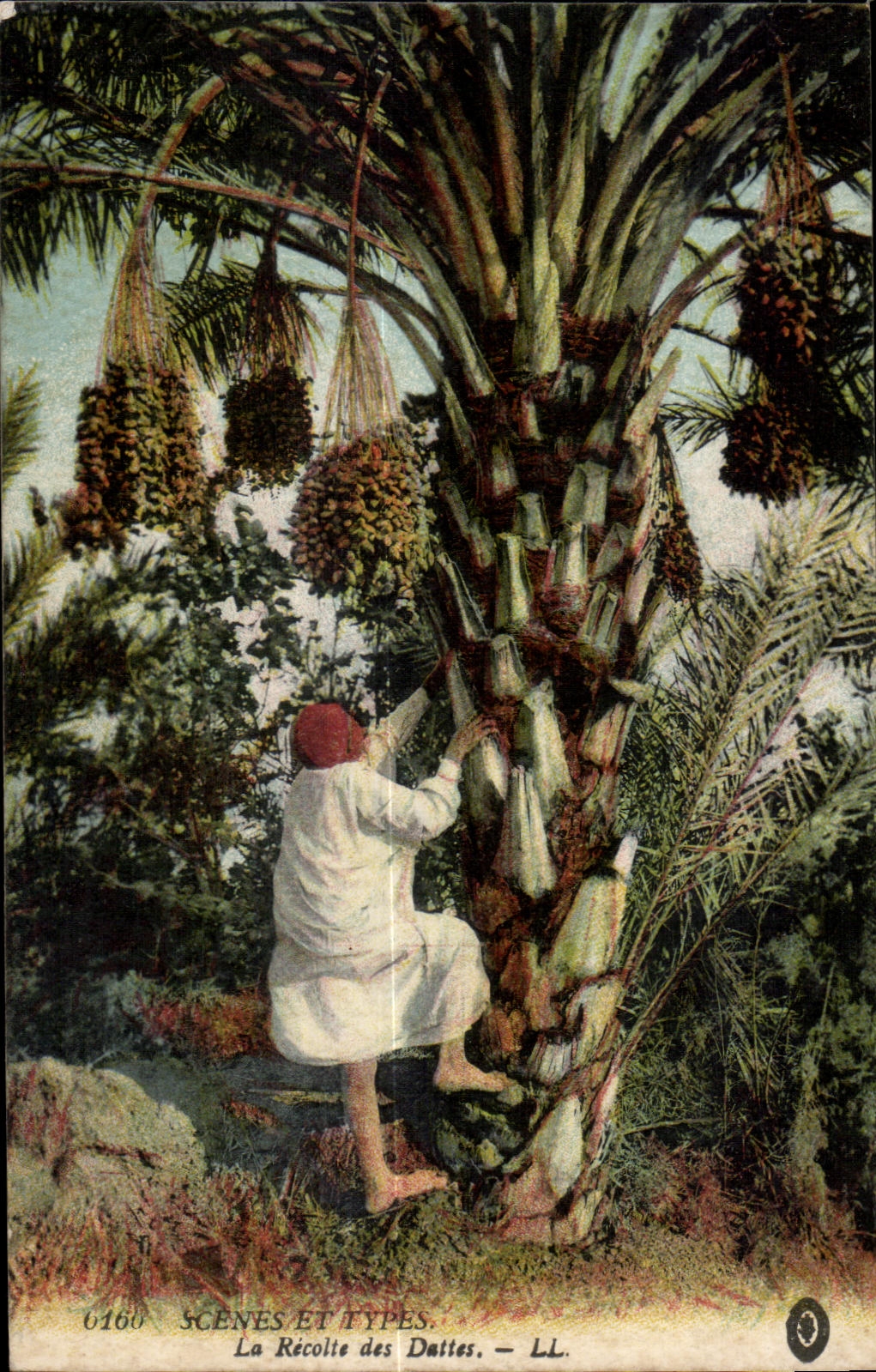 CPA Morocco Scenes And Standards the Harvest of the Dates Folklore