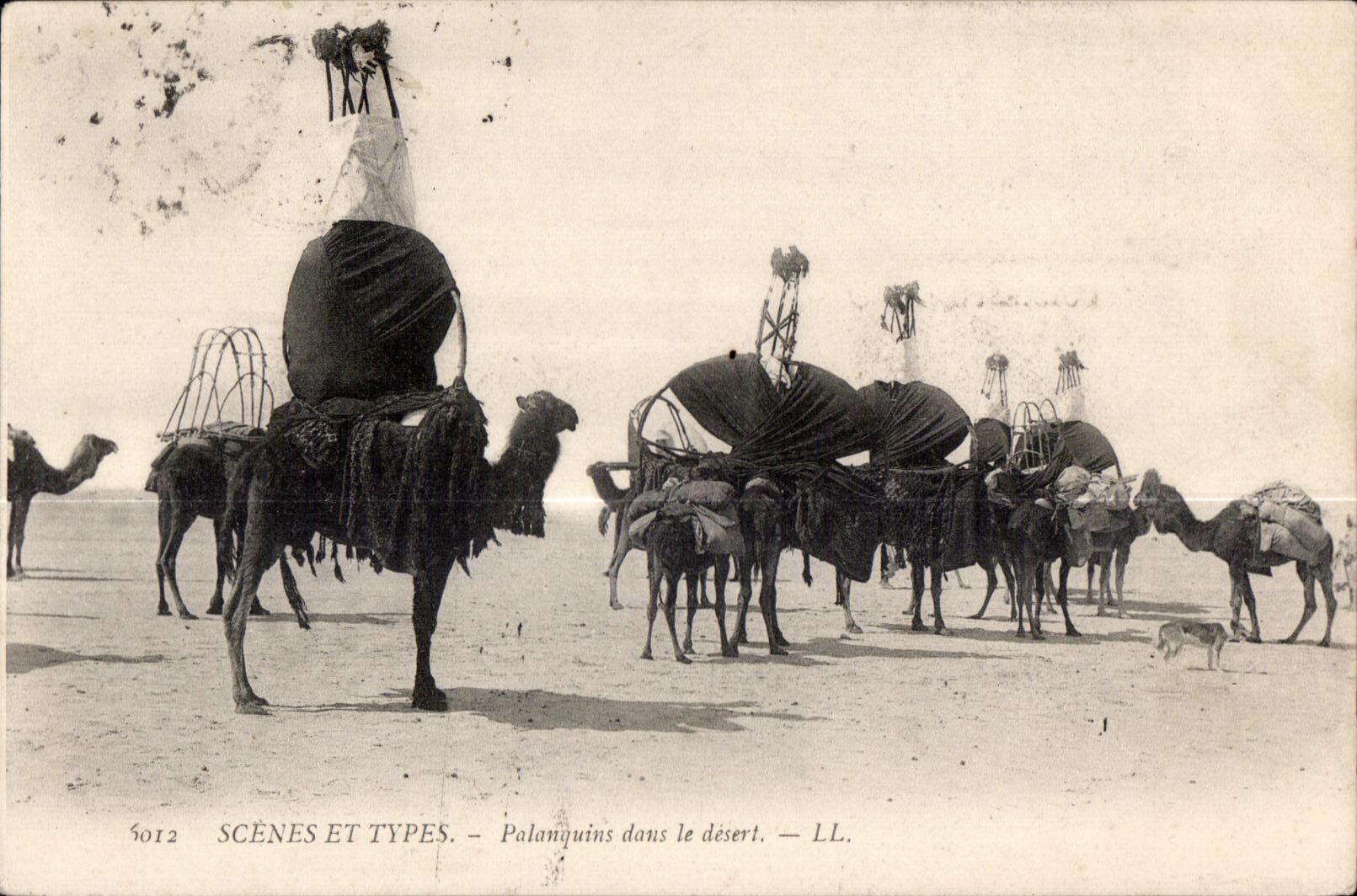 CPA Morocco Seines And Standard Reef tackles daus the desert Camel Camel