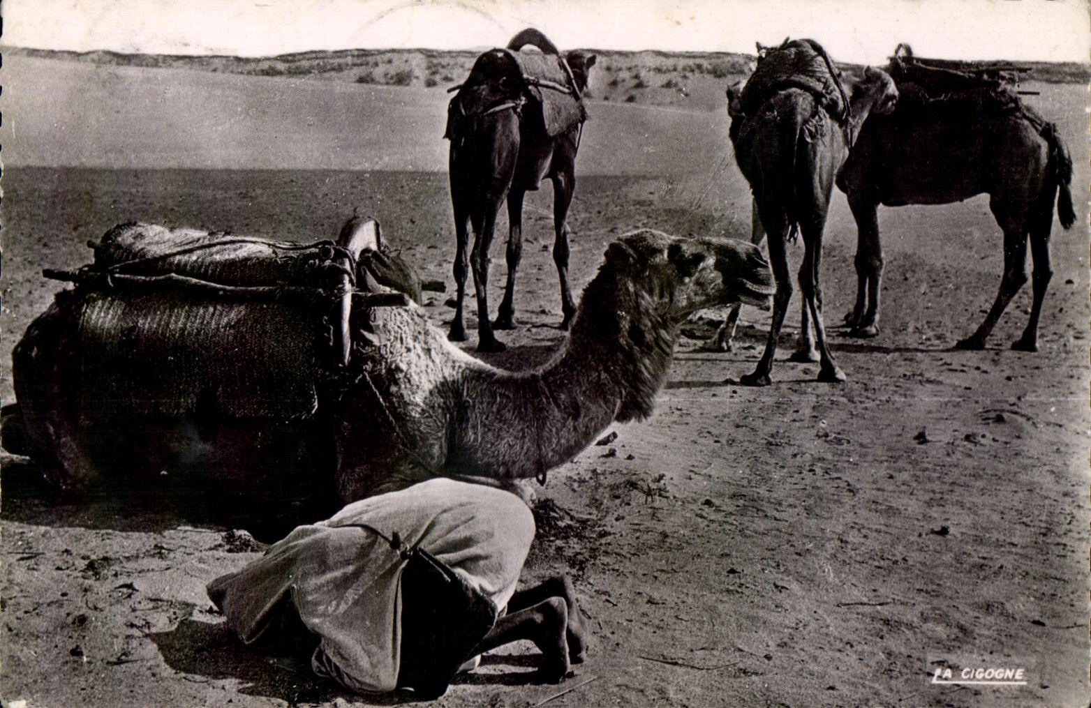 CPA Morocco Scenes And Standards the prayer In the desert Camel camel