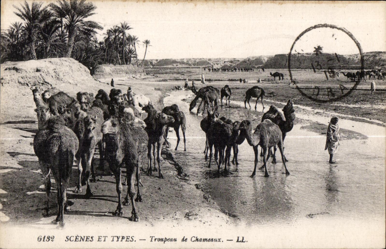 CPA Morocco Scenes and standard Herd the Camels Camel Camel
