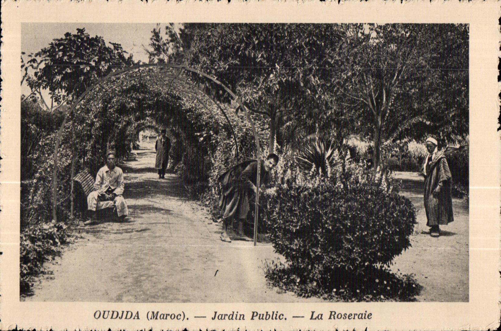 CPA Oudjda Morocco Public garden the Rosery