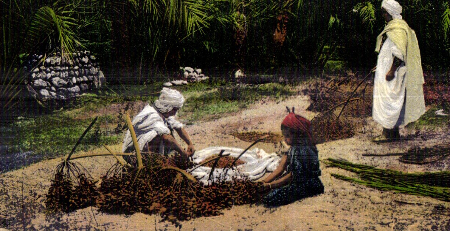 CPA Morocco the date Harvest